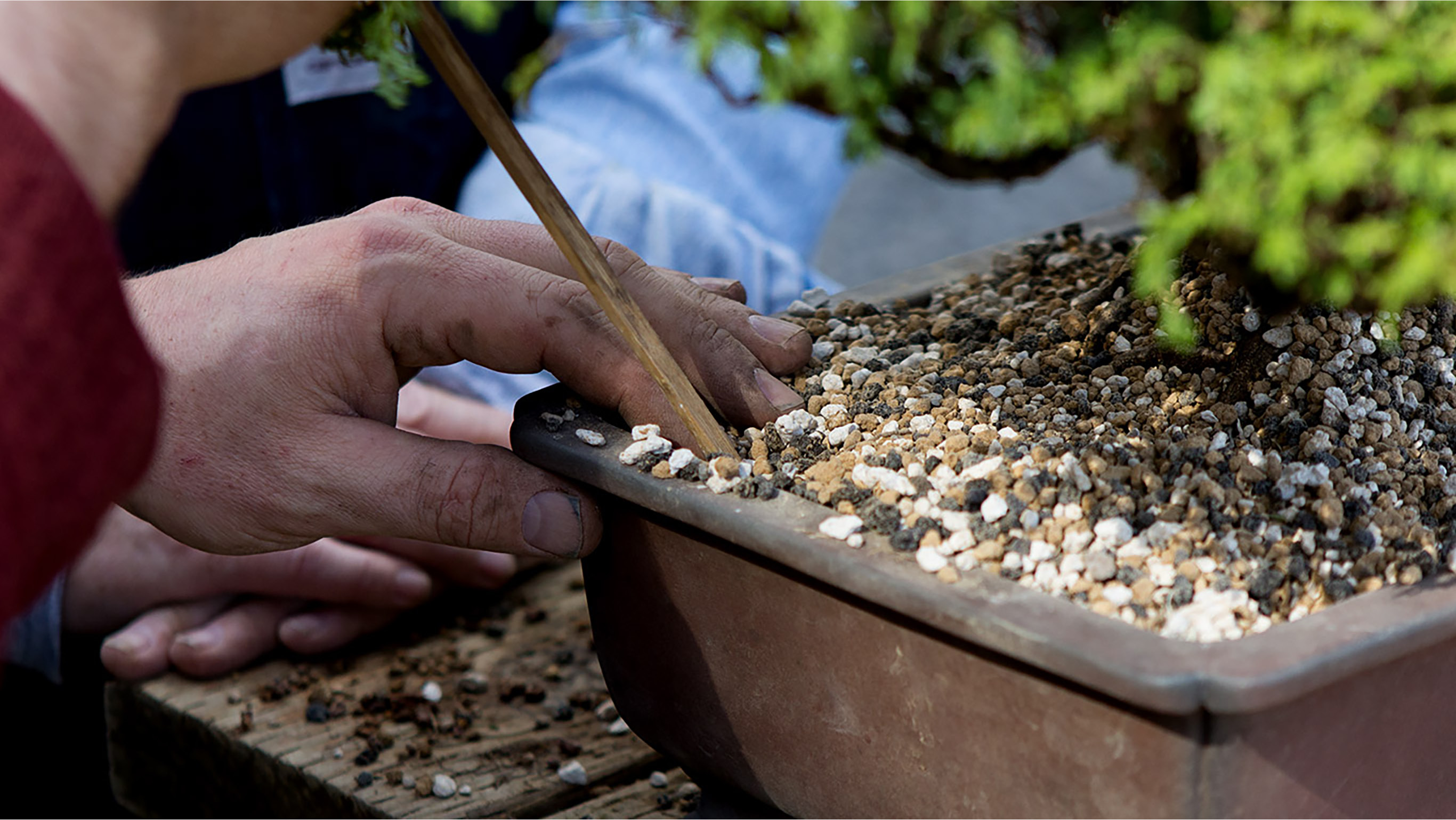 A photo of a chopstick being used to place soil in a bonsai container.