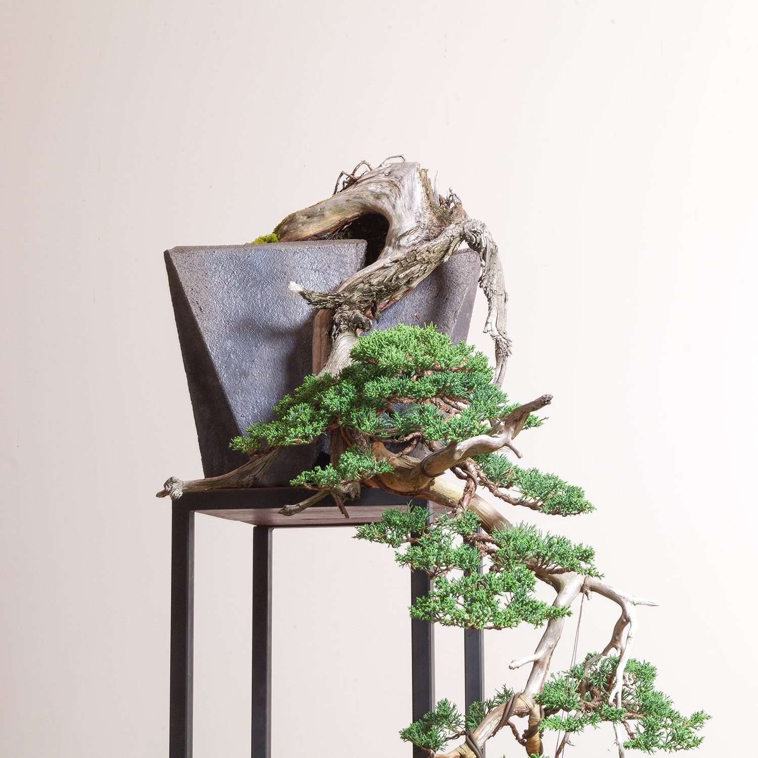 18-bonsai_juniper_jonathan_cross_ceramics