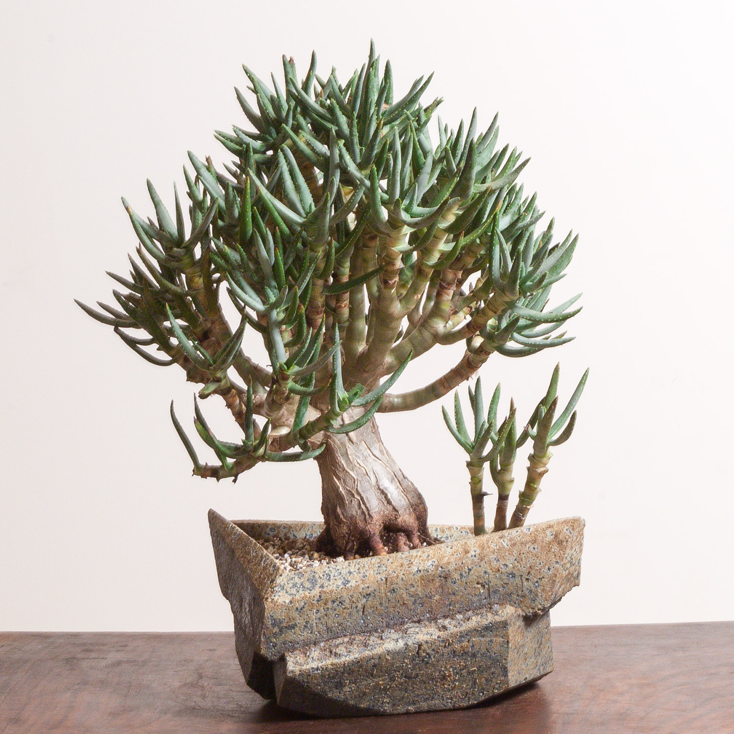9-succulent_bonsai_ryan_neil_jonathan_Cross_ceramics_mirai