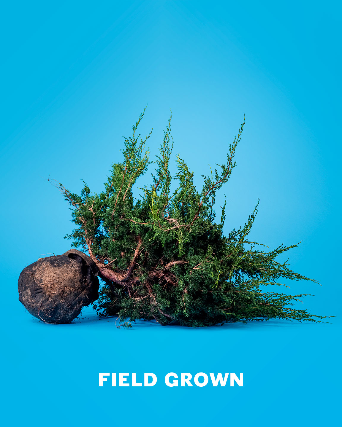 field_grown_bonsai_material