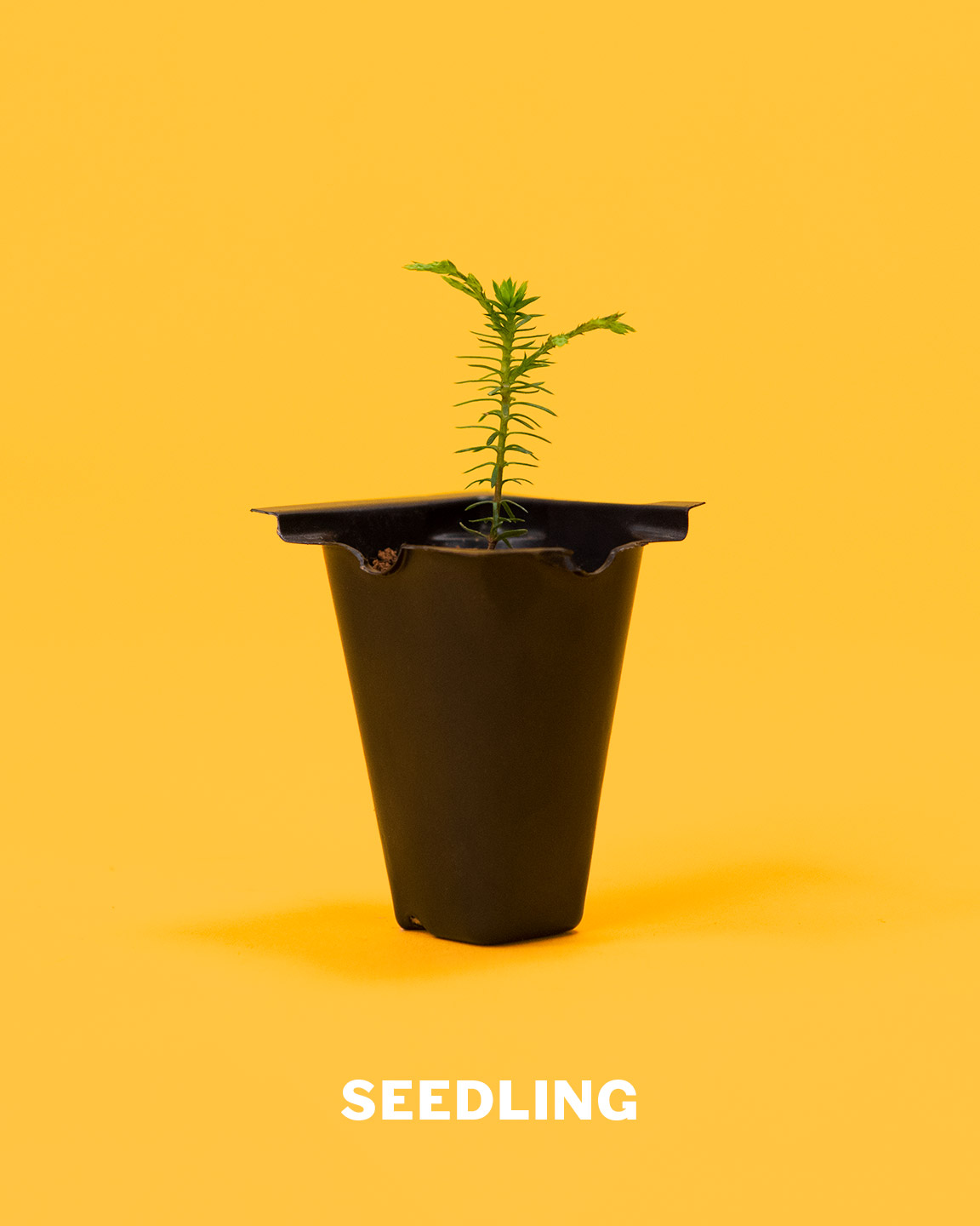 seedling_bonsai