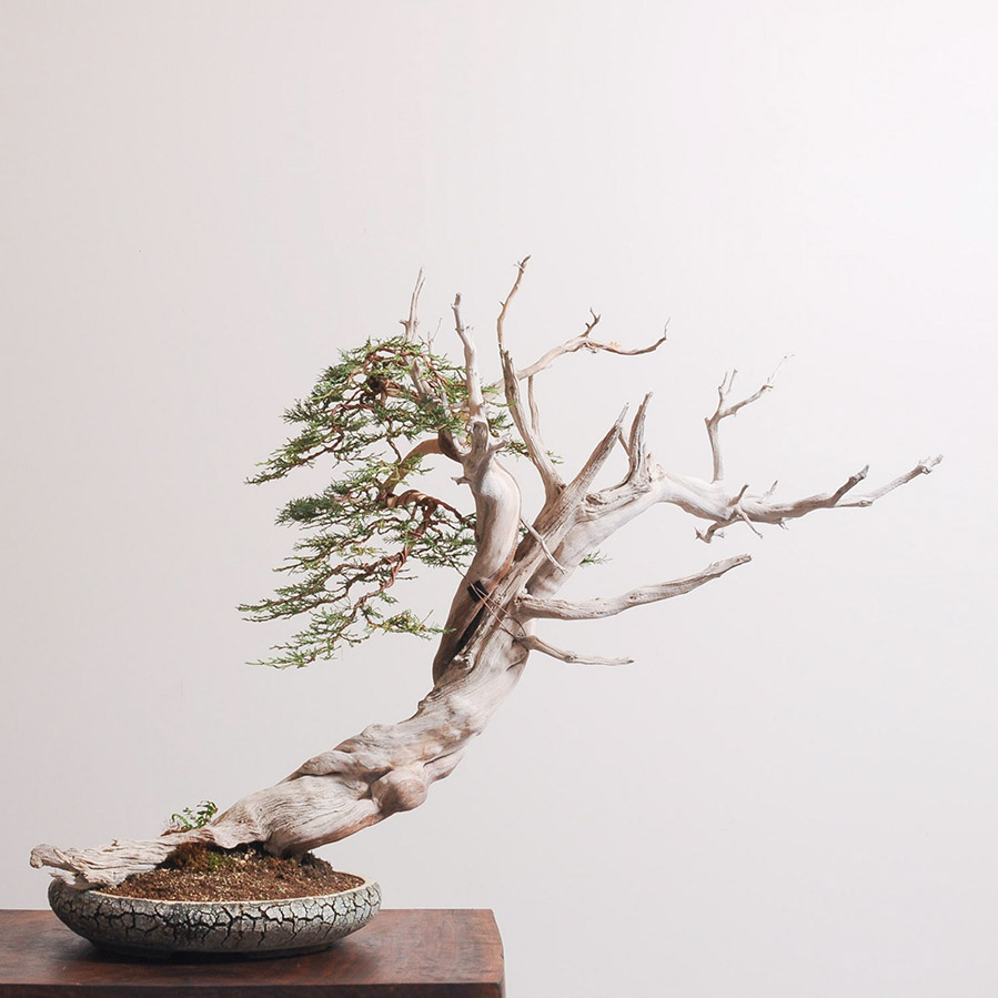 rocky_mountain_juniper_bonsai