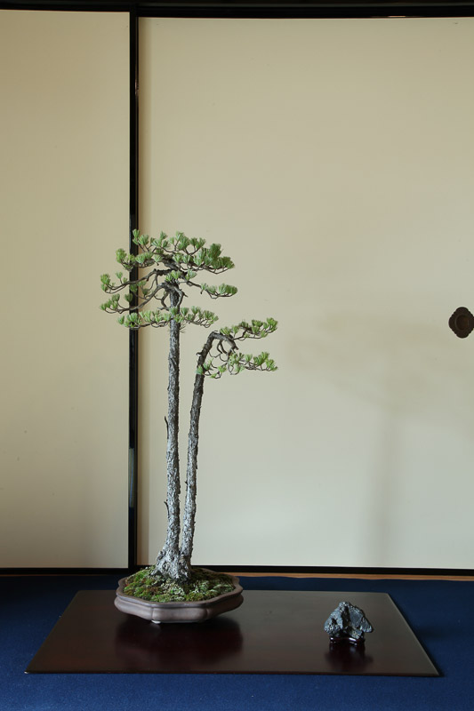 bonsai tokonoma