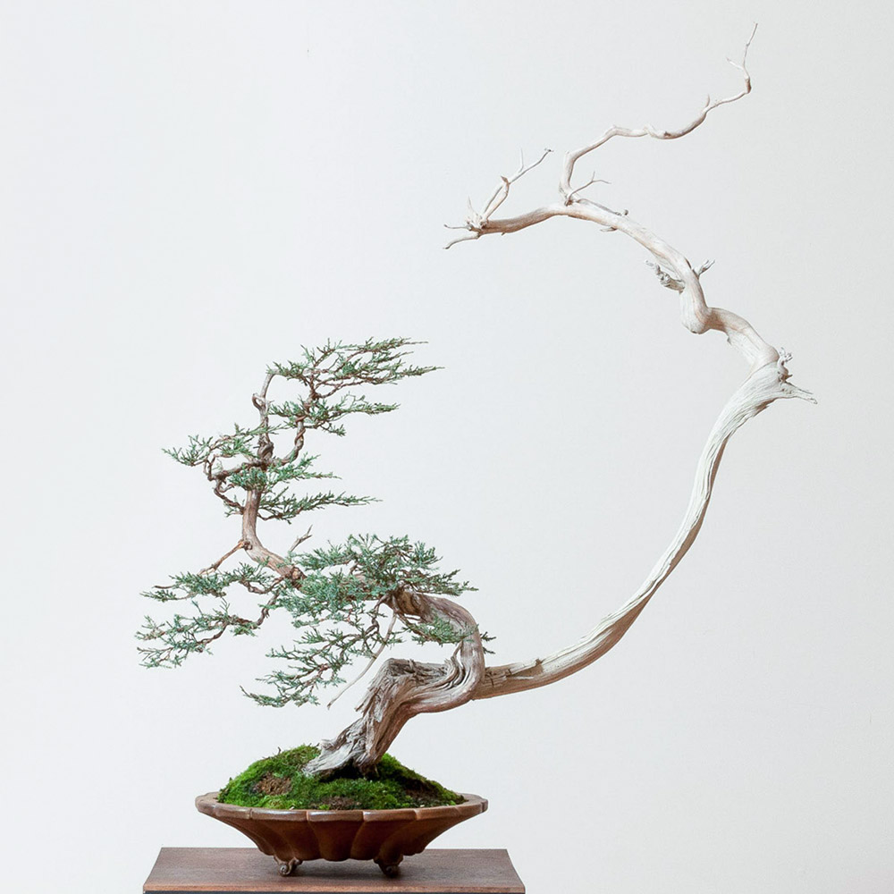 juniper_bonsai_mirai_tom_benda