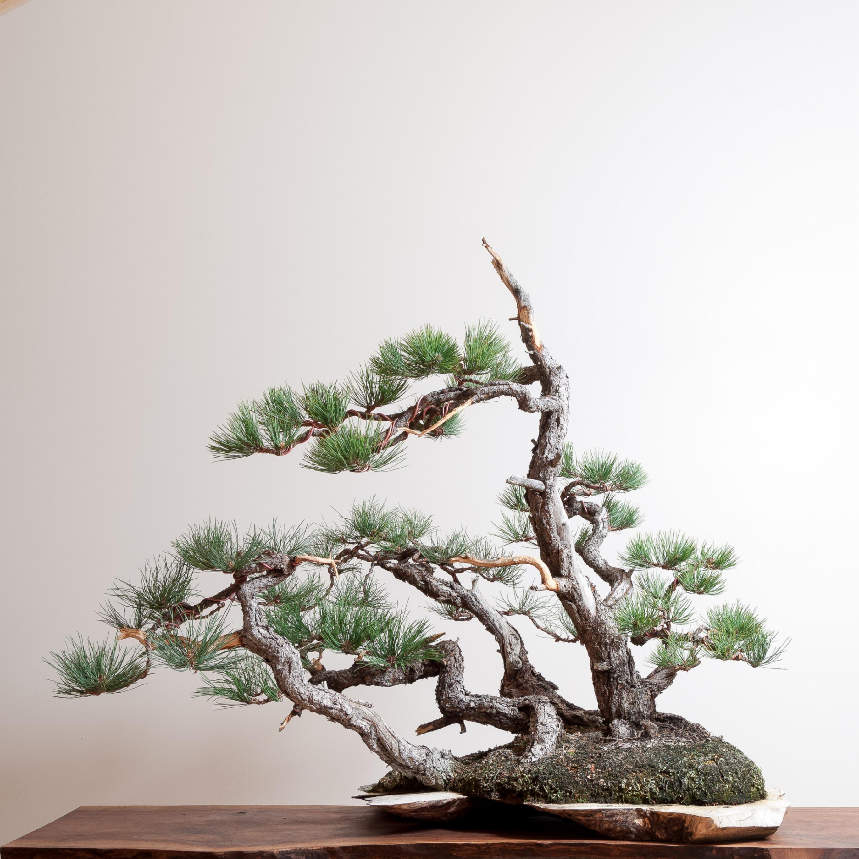 ponderosa_pine_bonsai 