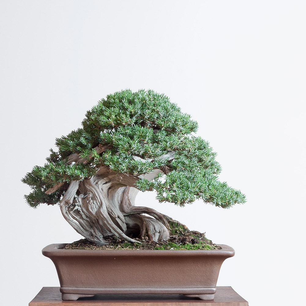 bonsai_juniper_traditional