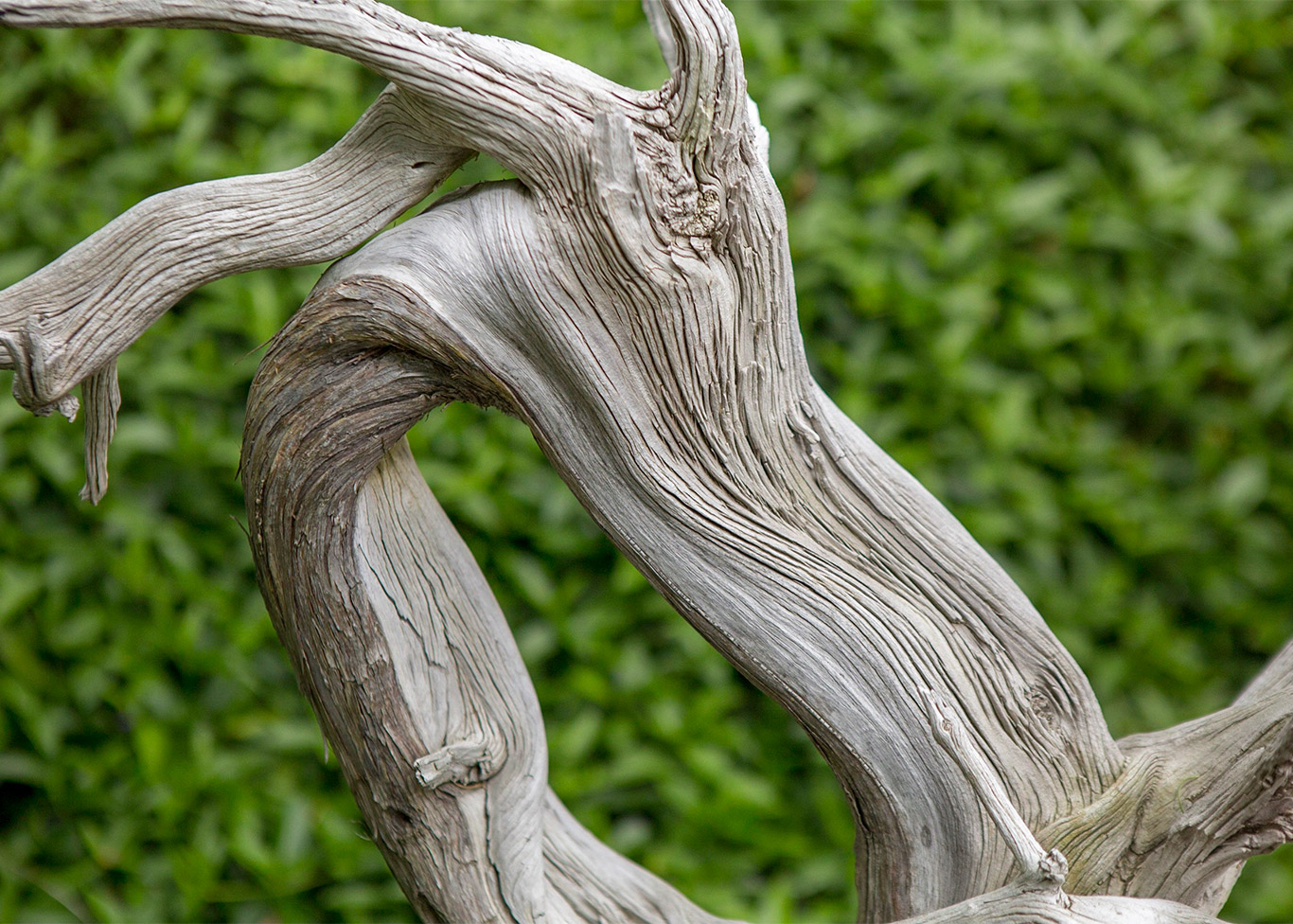 juniper_deadwood_bonsai_Detail