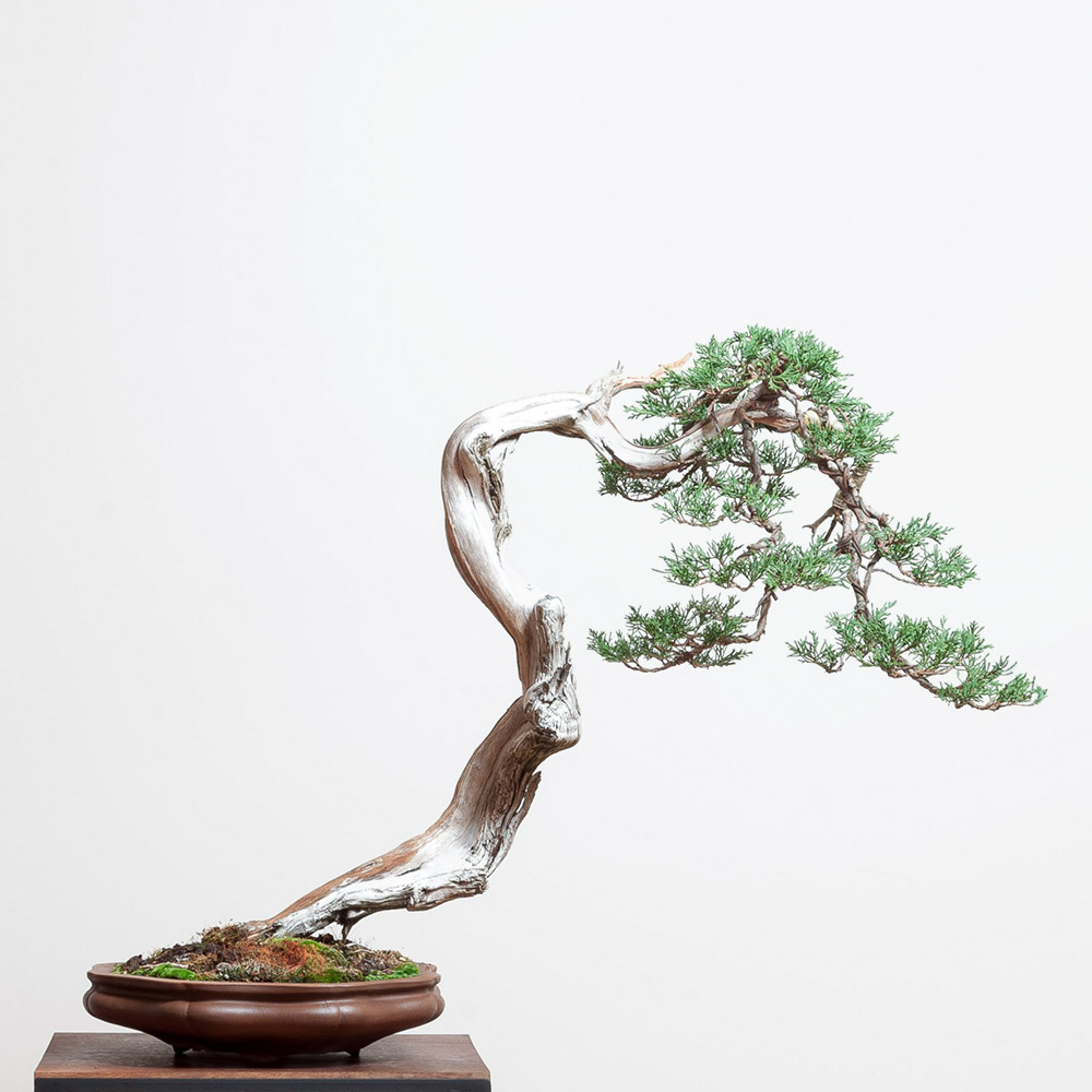 RMJ_juniper_bonsai_yaamaki