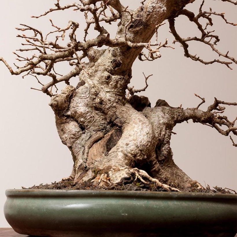 korean hornbeam bonsai care