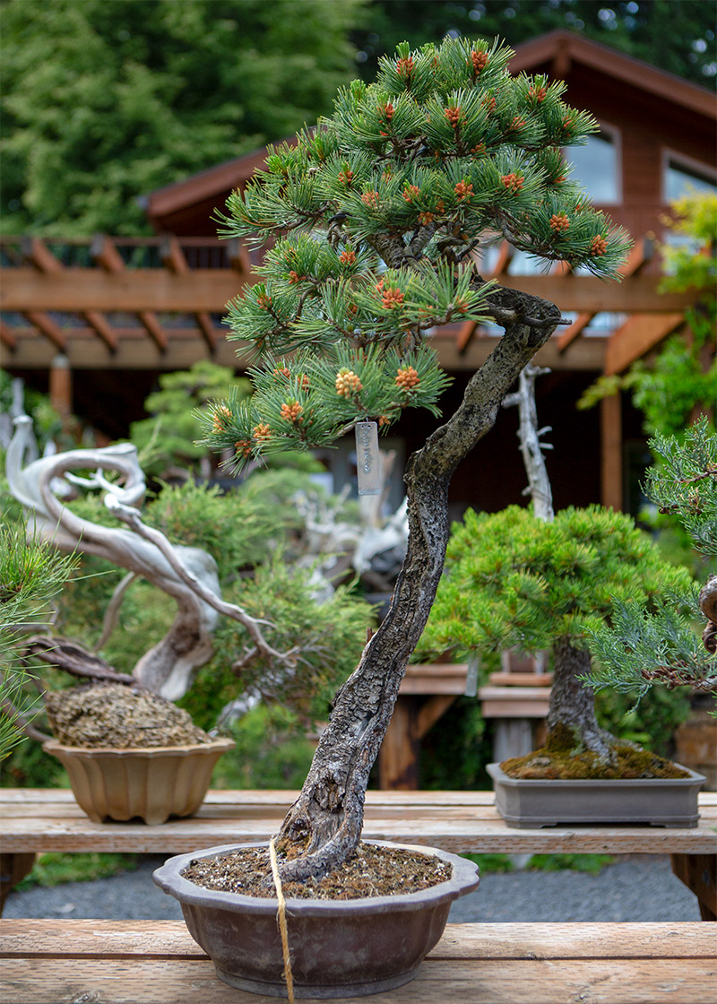 pine_bonsai_feminine