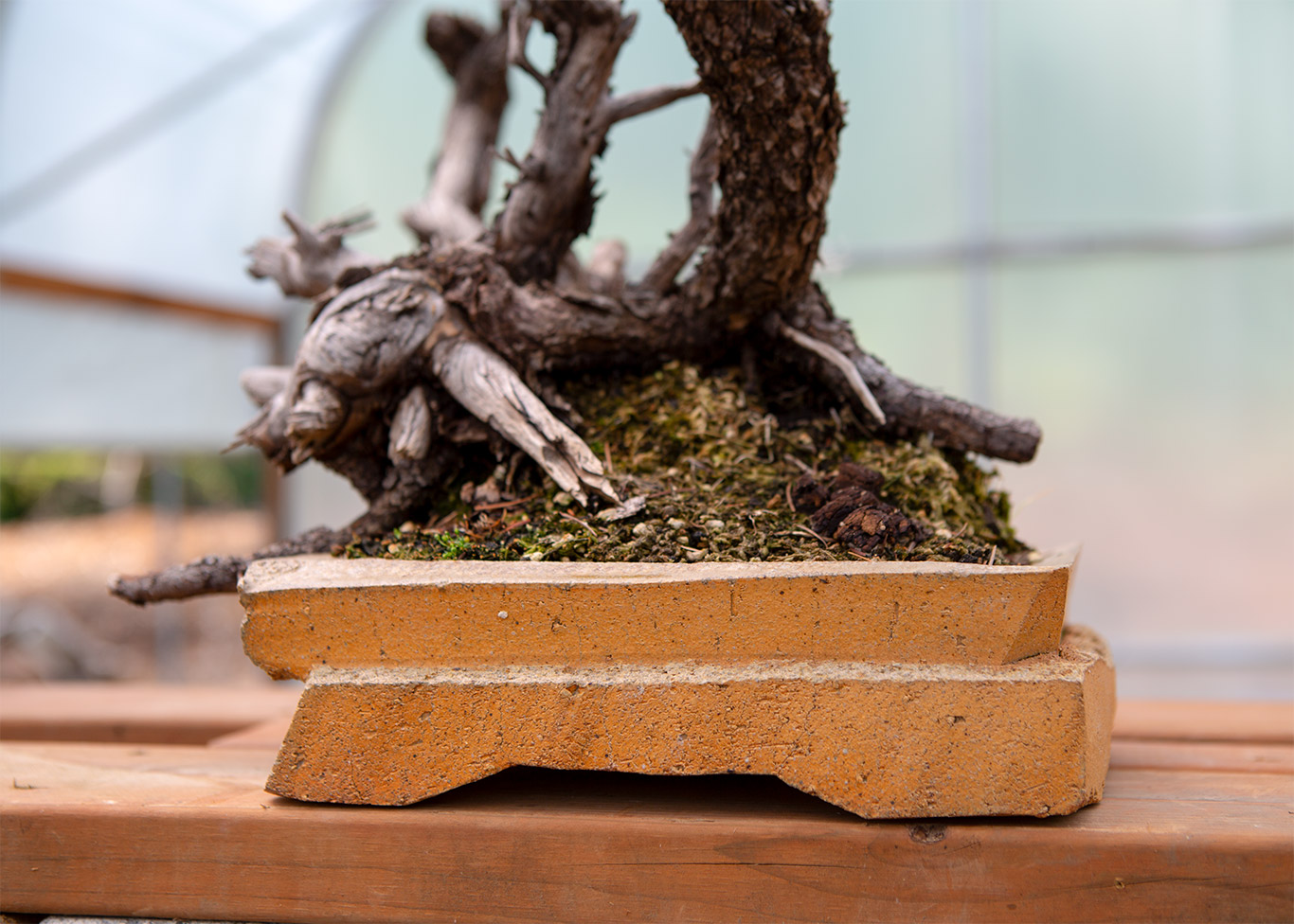 15Jonathan_cross_ceramics_bonsai
