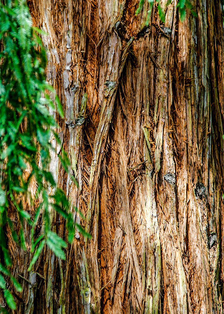 redwood_tree_bark