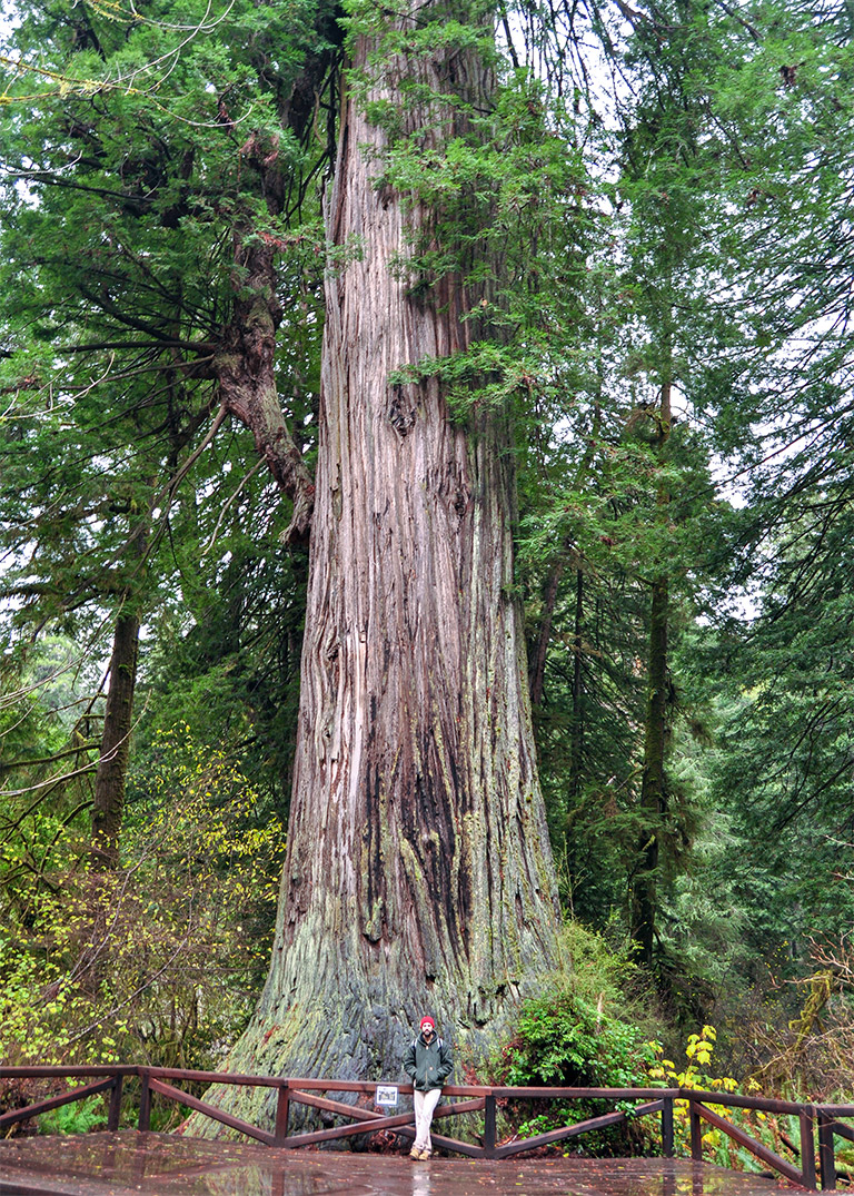 bonsai_mirai_coastal_redwood_scale