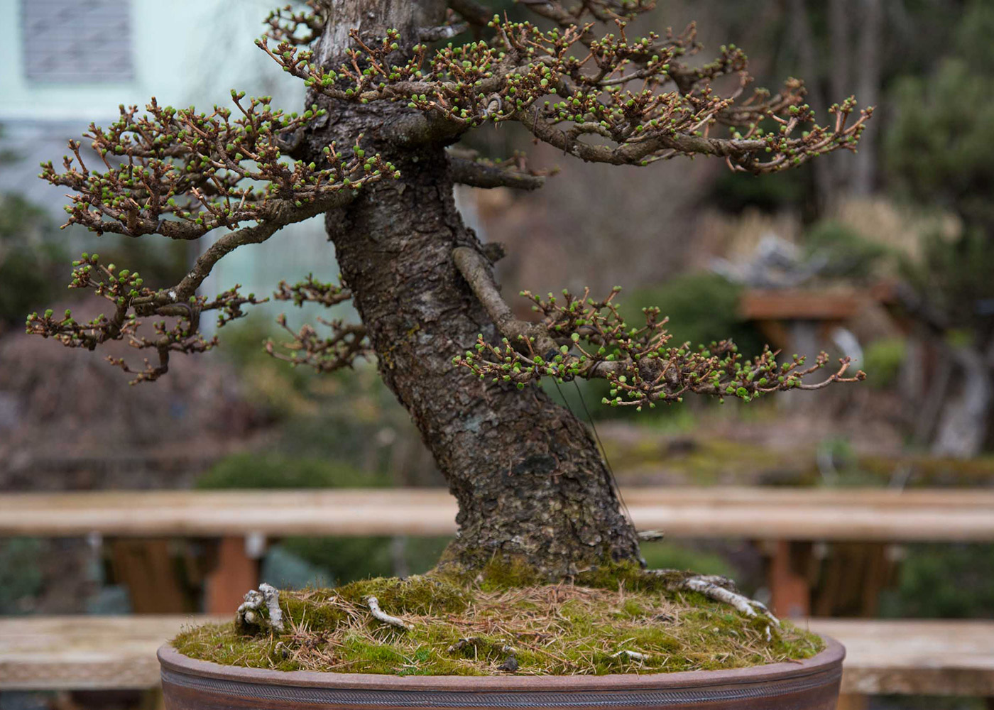 larch_bonsai_budding