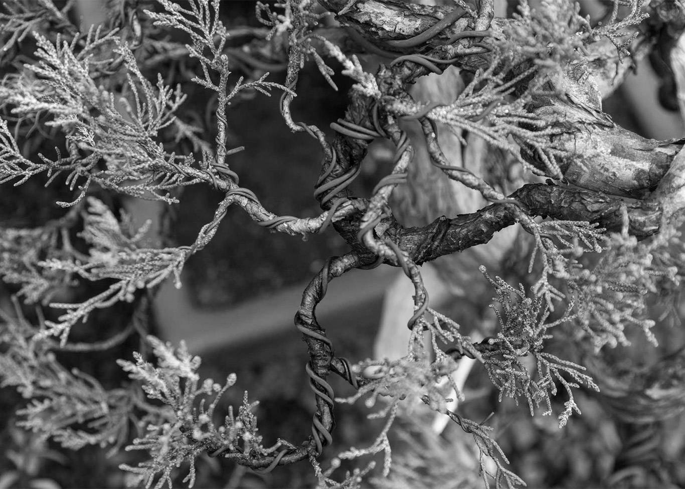 juniper+detail+bonsai_mirai