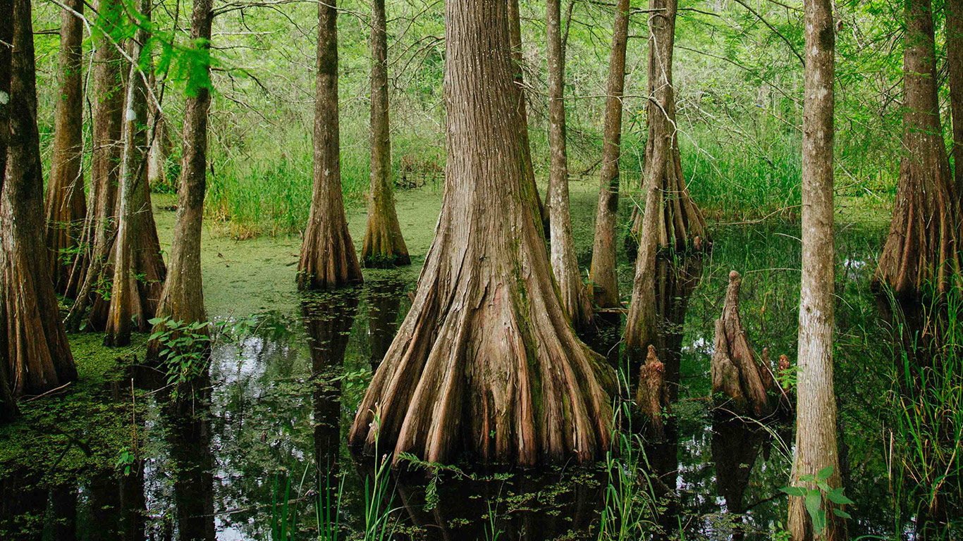florida_environment_swamp_cypress_kyle_glenn
