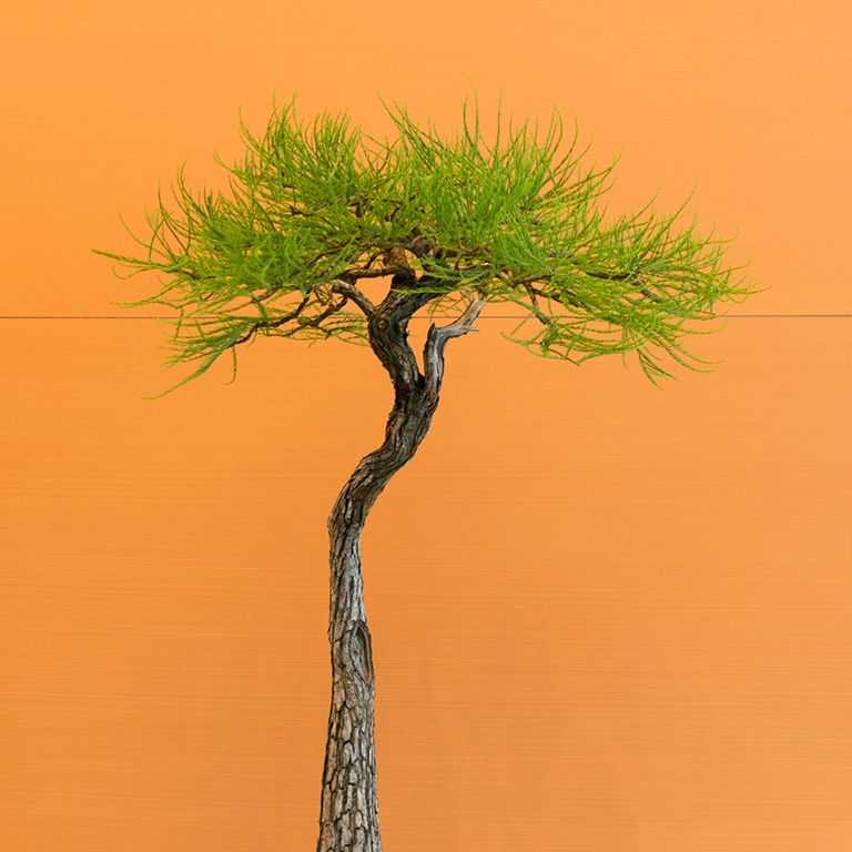 bald_cypress_bonsai_mirai
