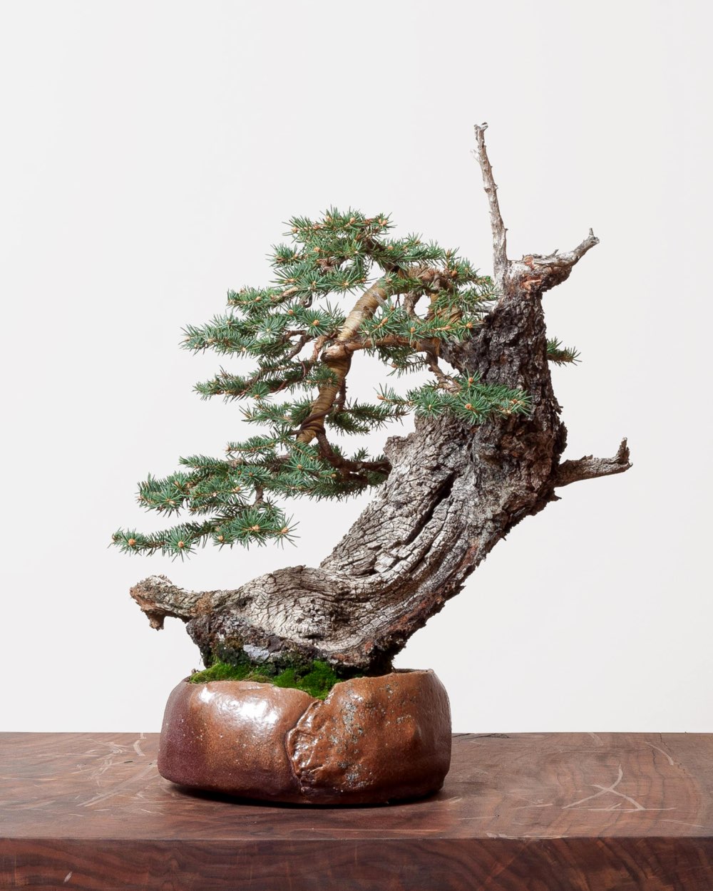 spruce_bonsai_rentenaar_ceramics