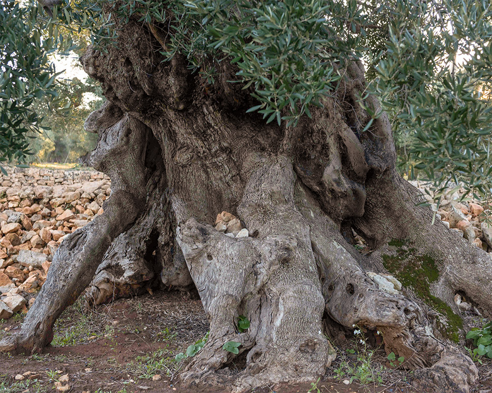 ancient_olive_tree_puglia_italy