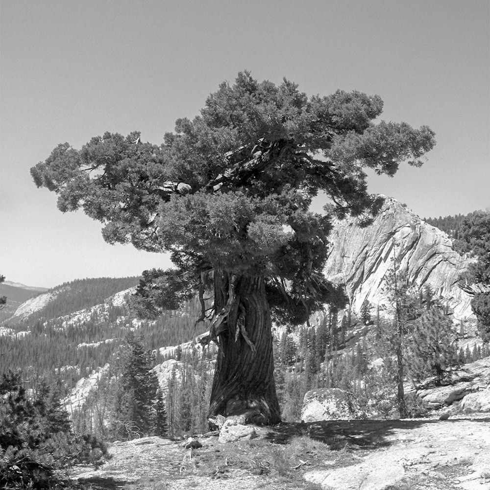 Yosemite_sierra_juniper