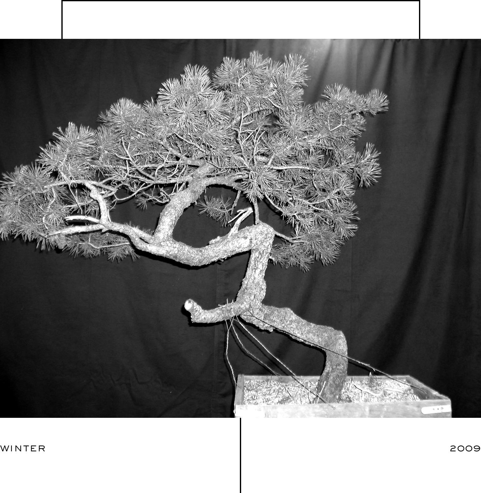 lodgepole_pine_1_mirai_ryan_neil_bonsai