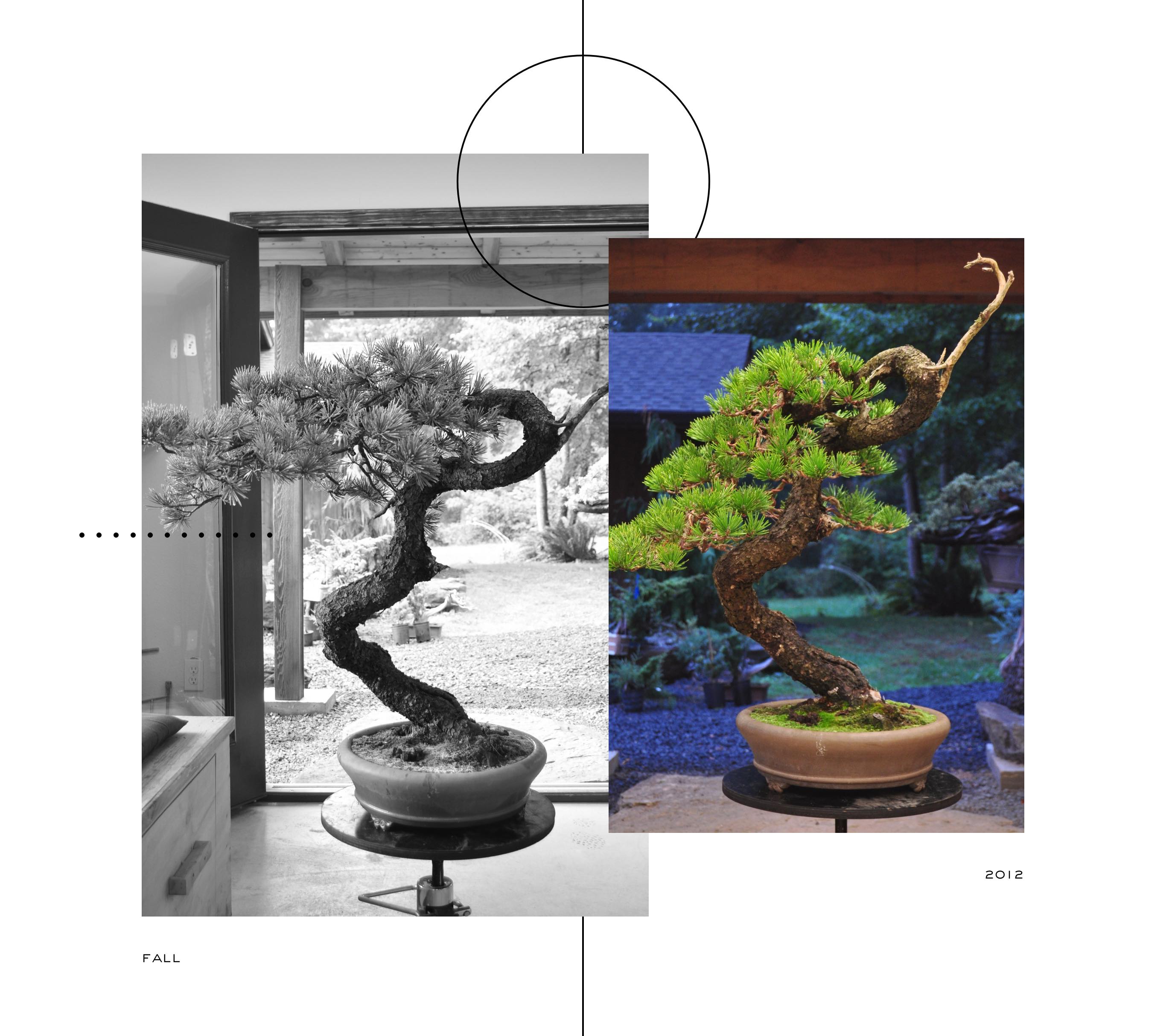 lodgepole_pine_bonsai_ryan_neil_evolution