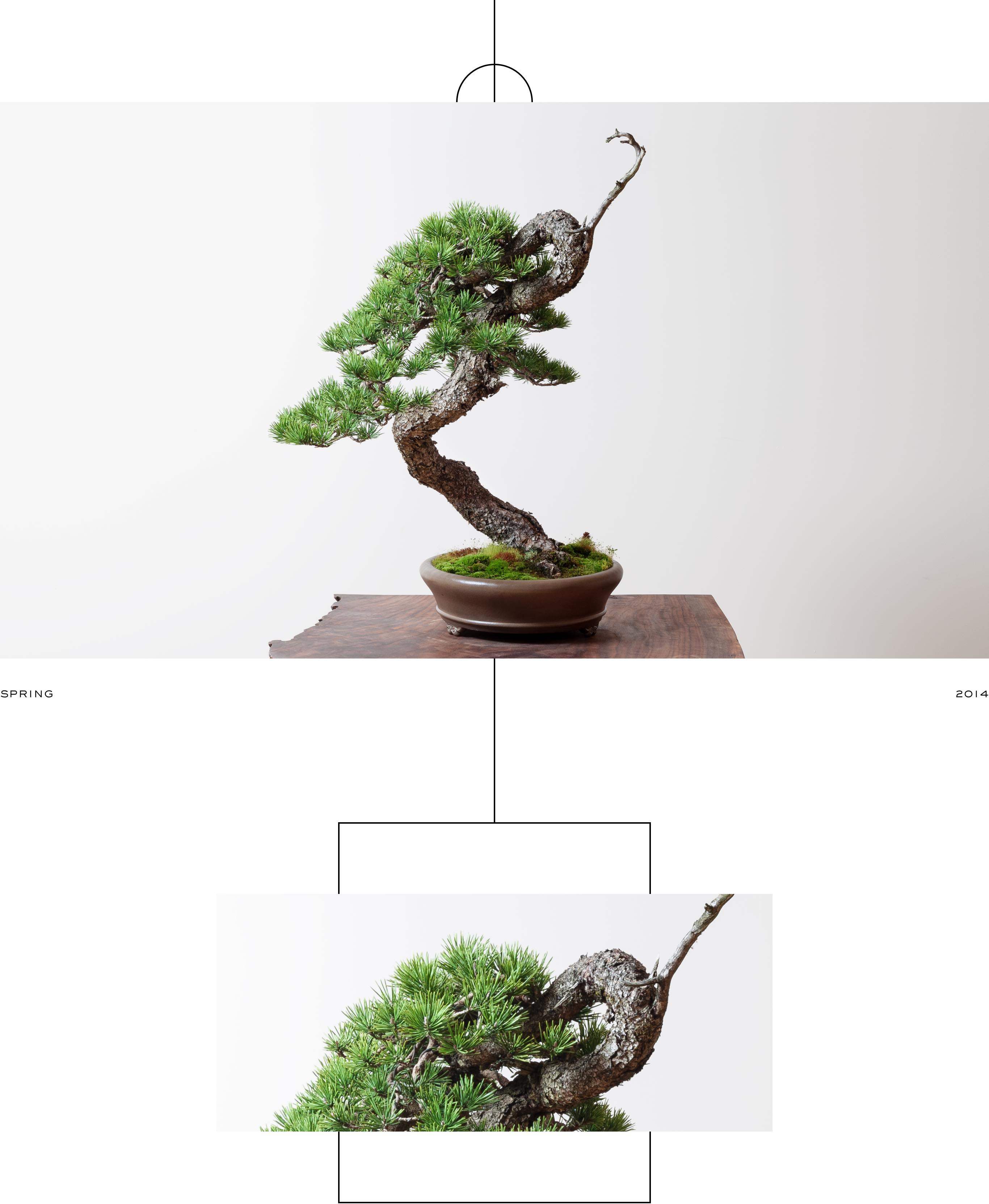 lodgepole_pine_bonsai_ryan_neil