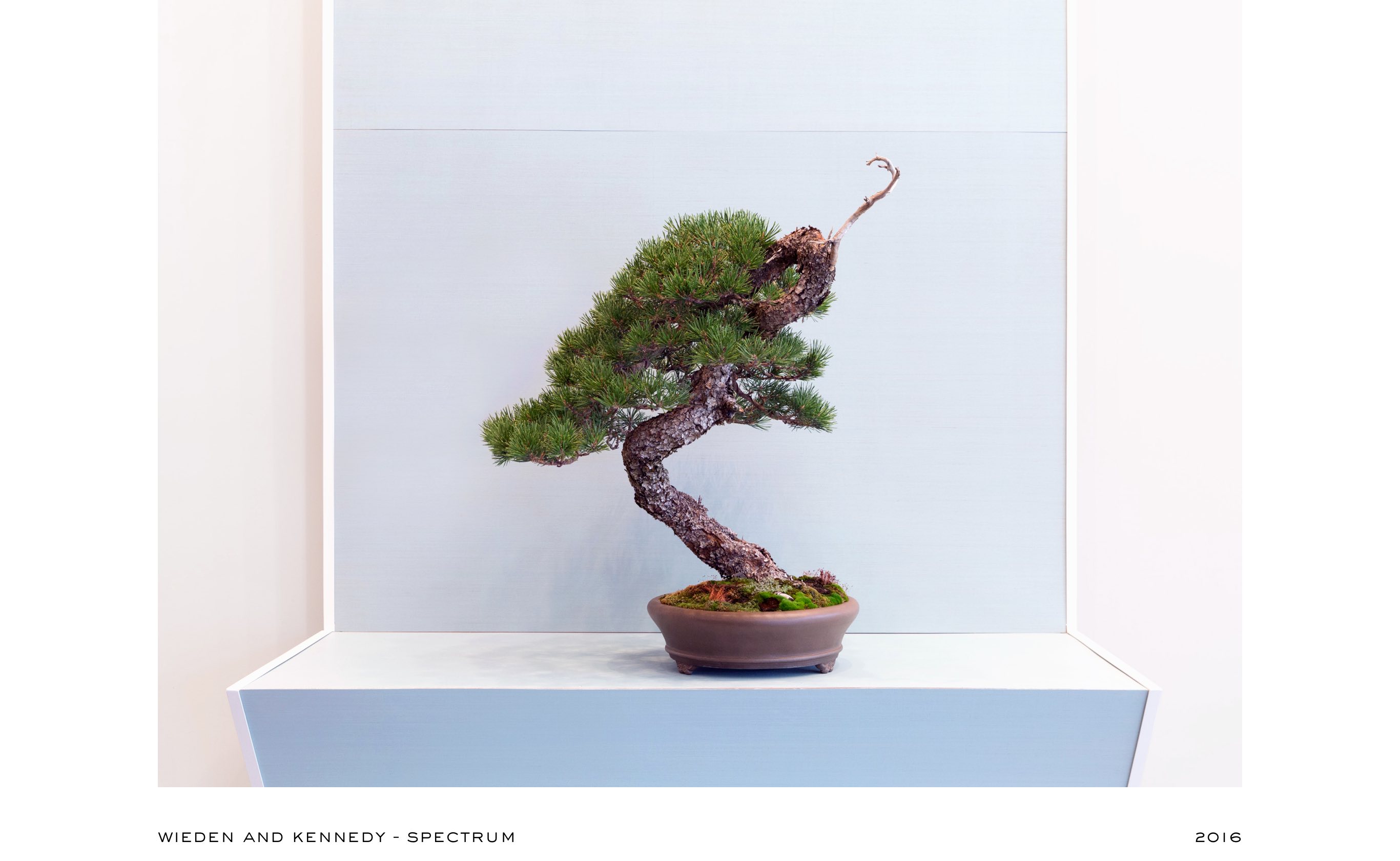 lodgepole_pine_bonsai_no1_mirai