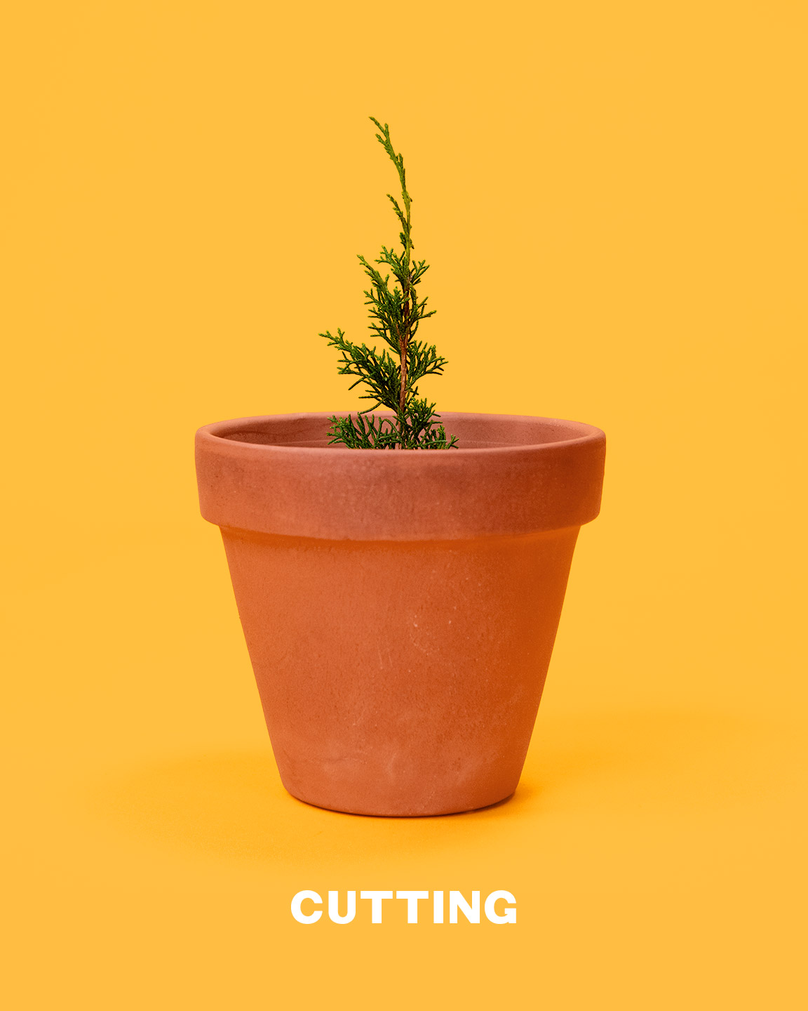 bonsai_cutting_mirai