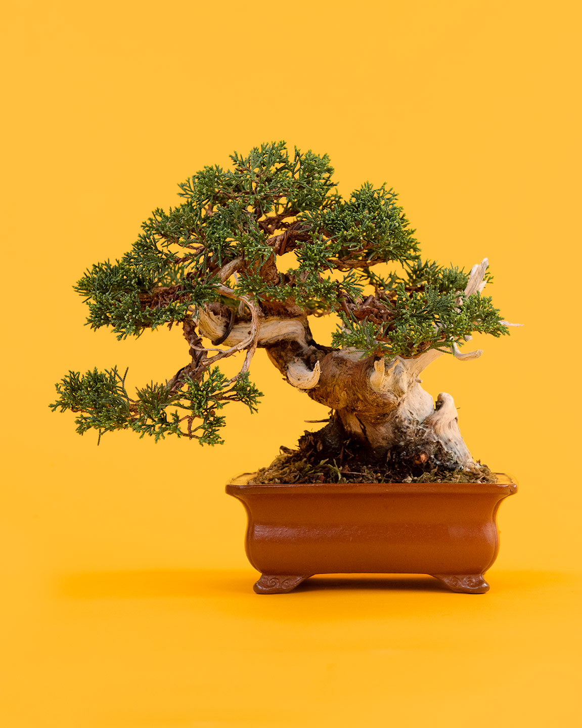 cutting_bonsai_juniper