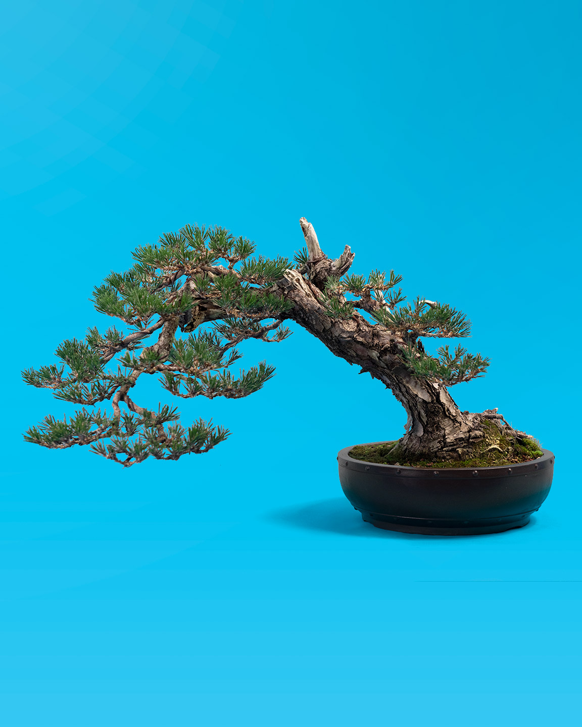 field_grown_bonsai_pine