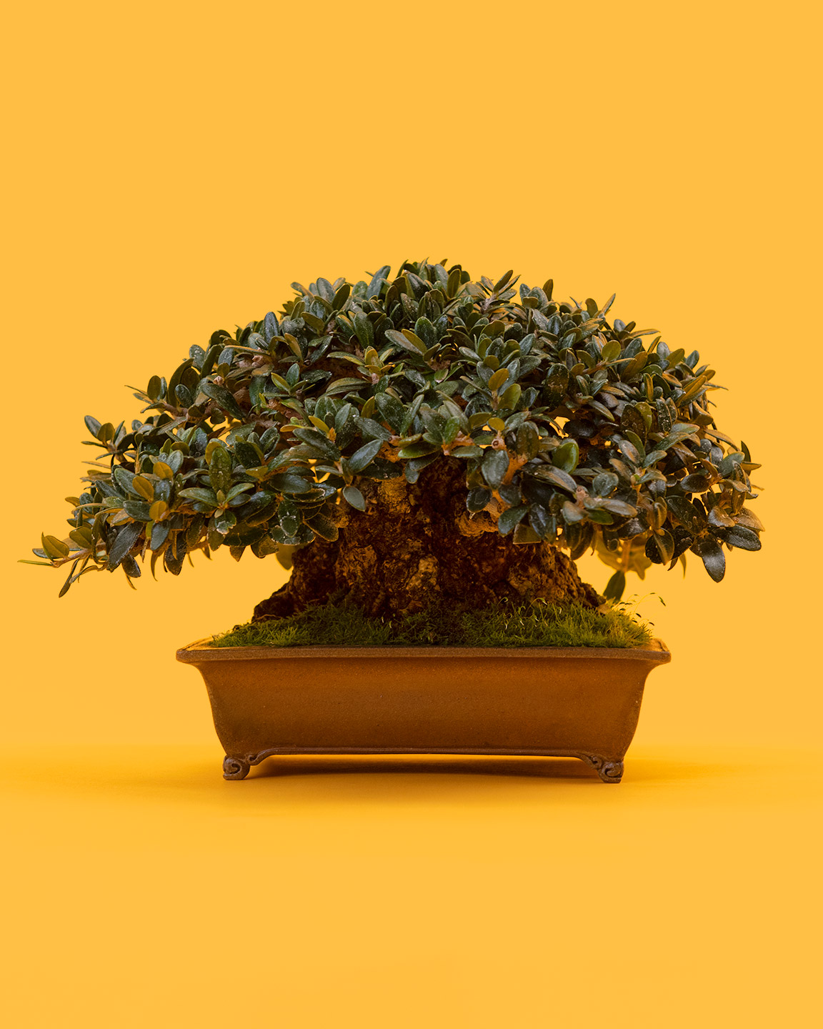 olive_seedling_bonsai