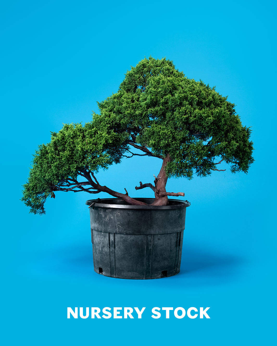 bonsai_nursery_stock