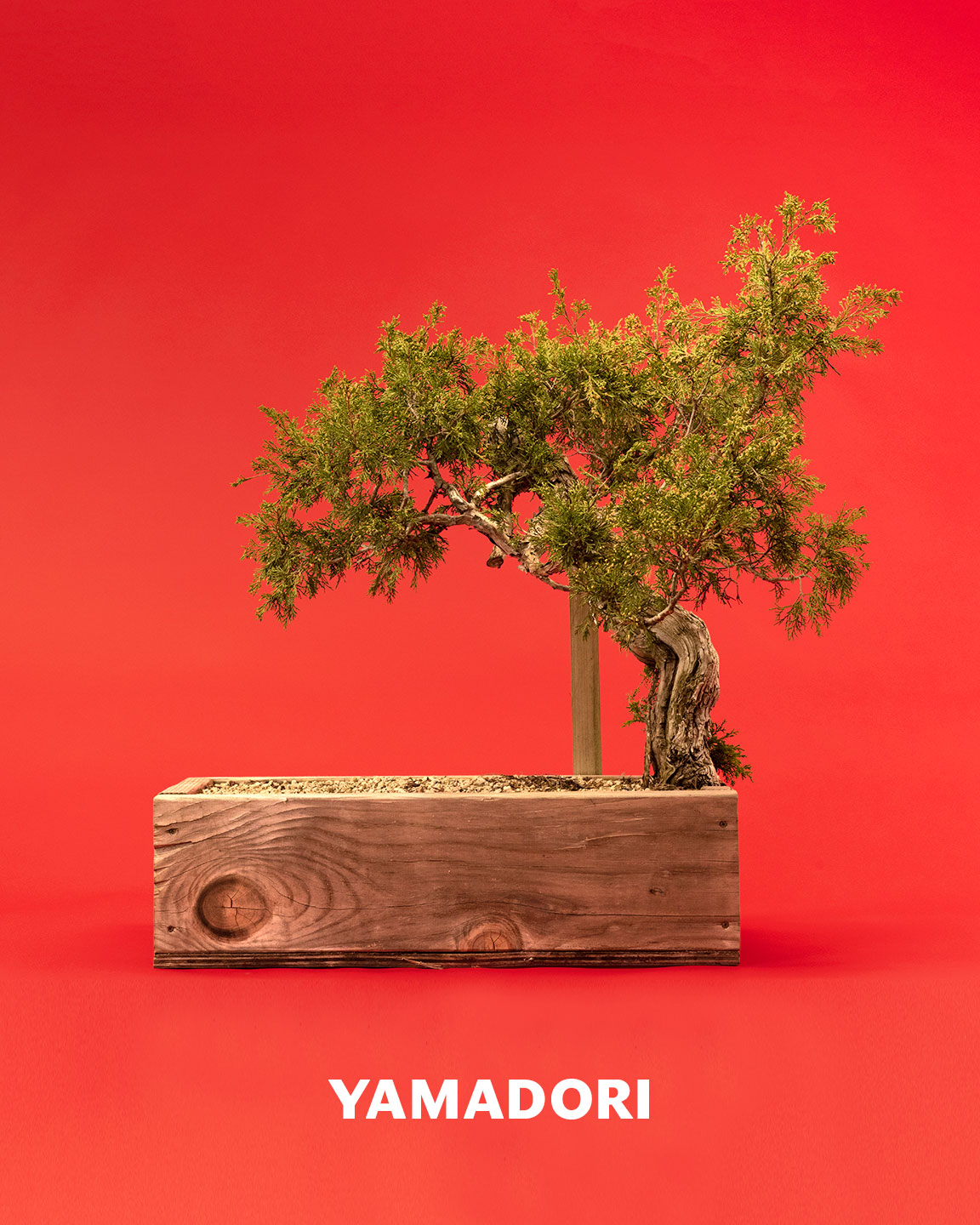 yamadori_juniper_bonsai