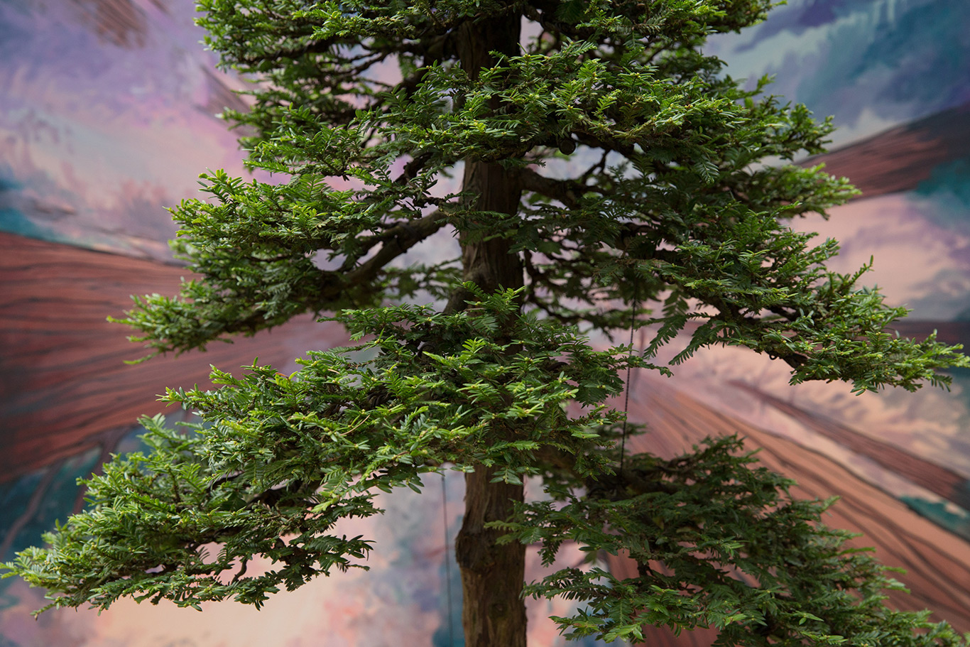 bonsai_redwood_natives 