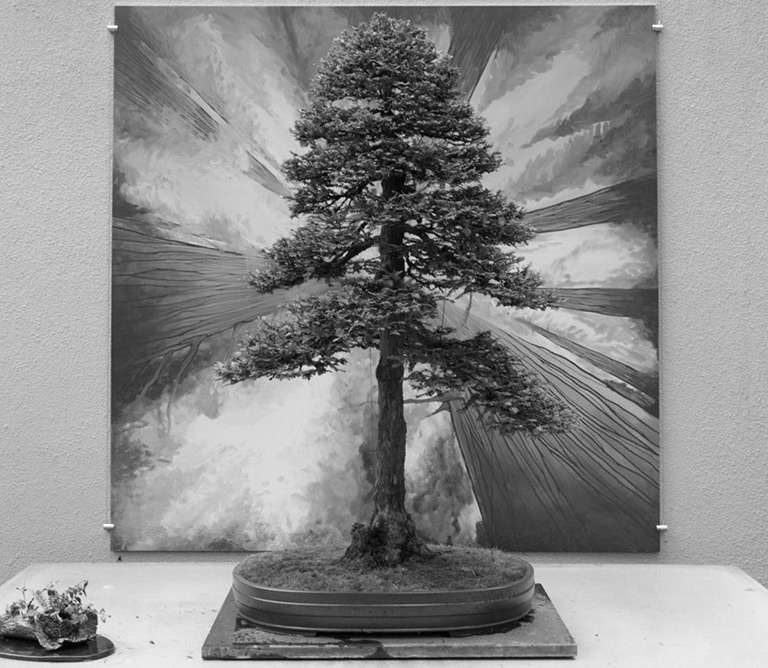 redwood_bonsai_natives