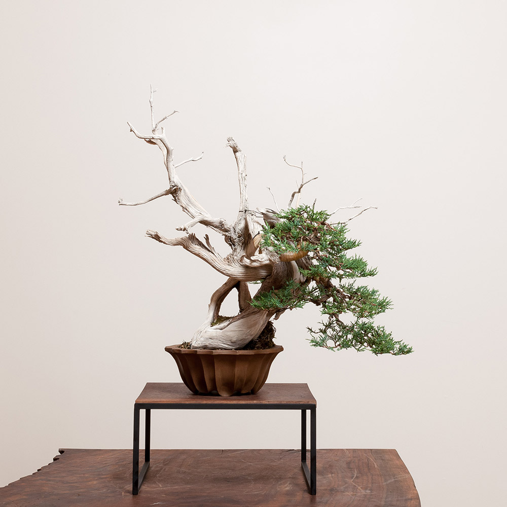 rocky_mountain_juniper_bonsai_tom_benda_ceramics_mirai