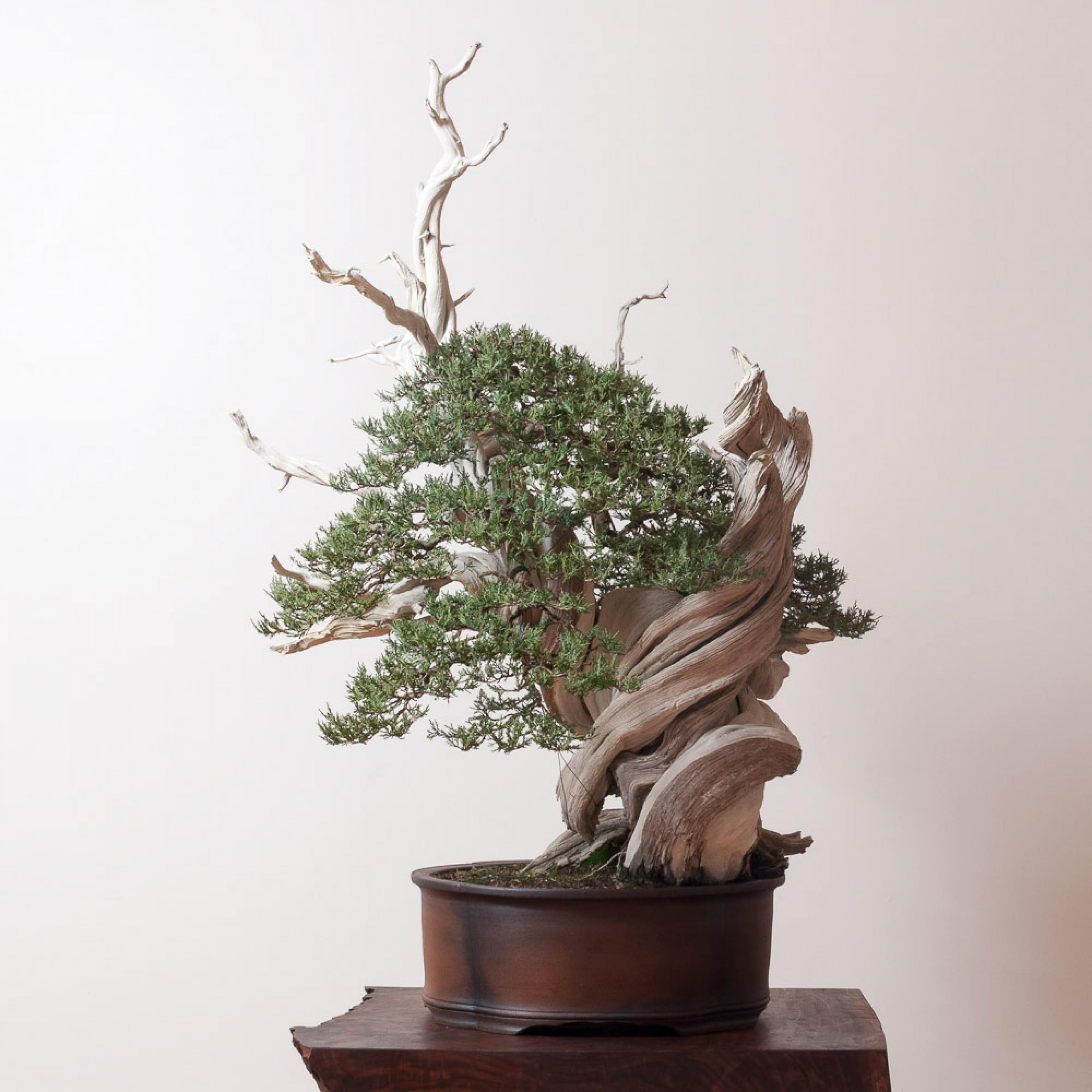 juniper_bonsai_mirai 