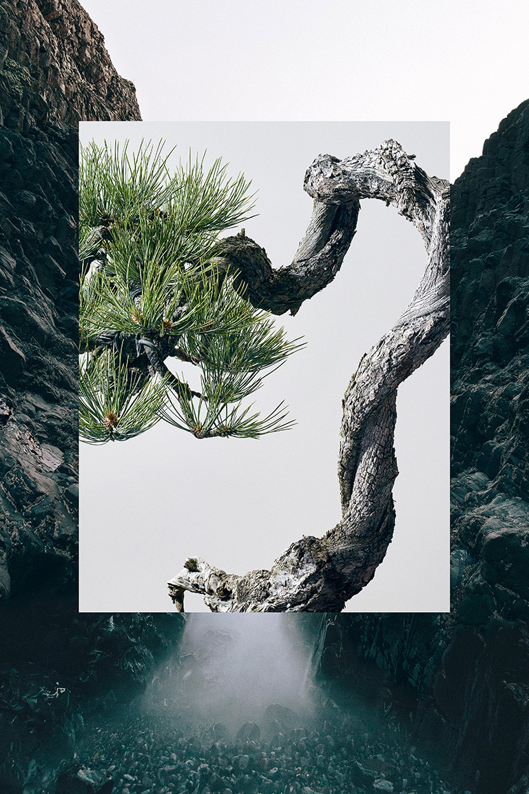 chris_hornbecker_artisans_cup_bonsai
