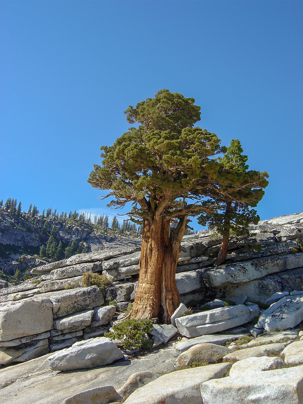 Sierra_juniper_california_tree