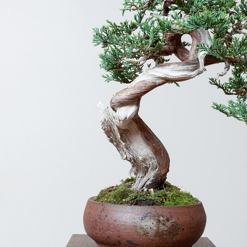 RMJ_giorgi_bonsai_mirai