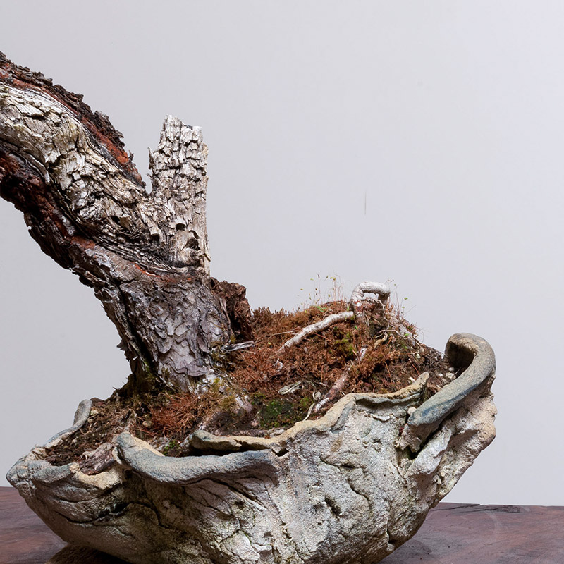 pine_bonsai_freeform_ceramic