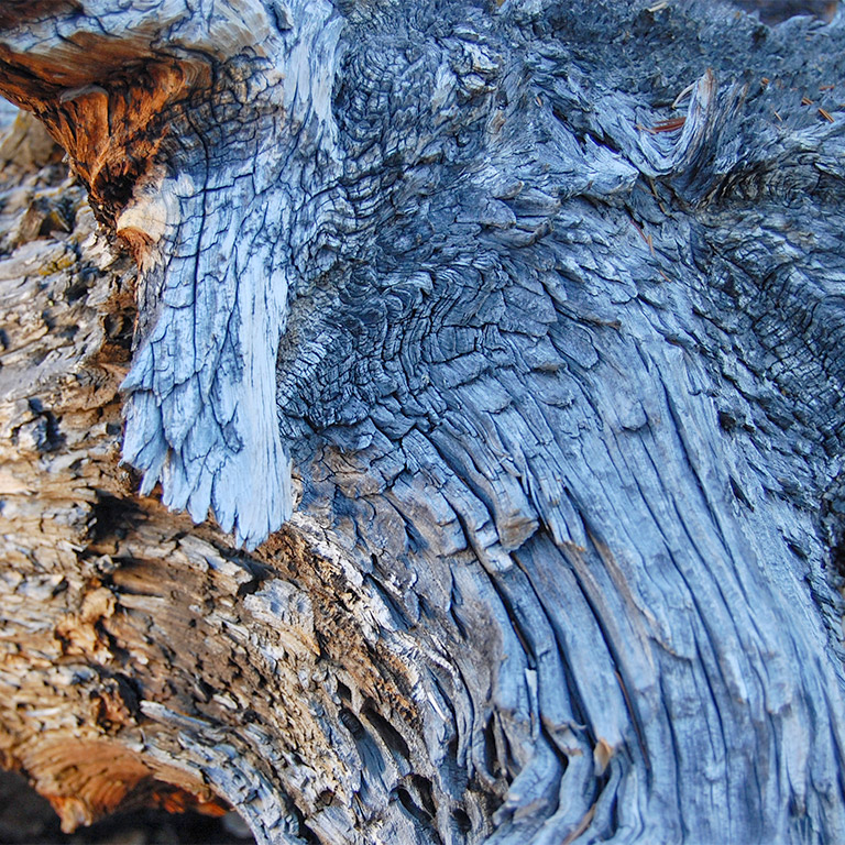 bristlecone_pine_deadwood_detail