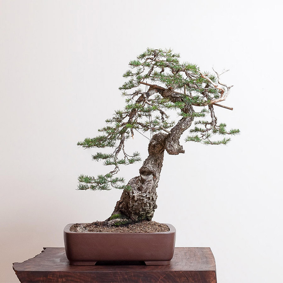 doug_fir_bonsai_mirai