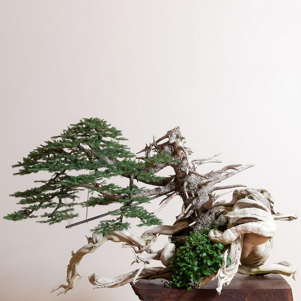 engelmann_spruce_bonsai_mirai_ryan_neil