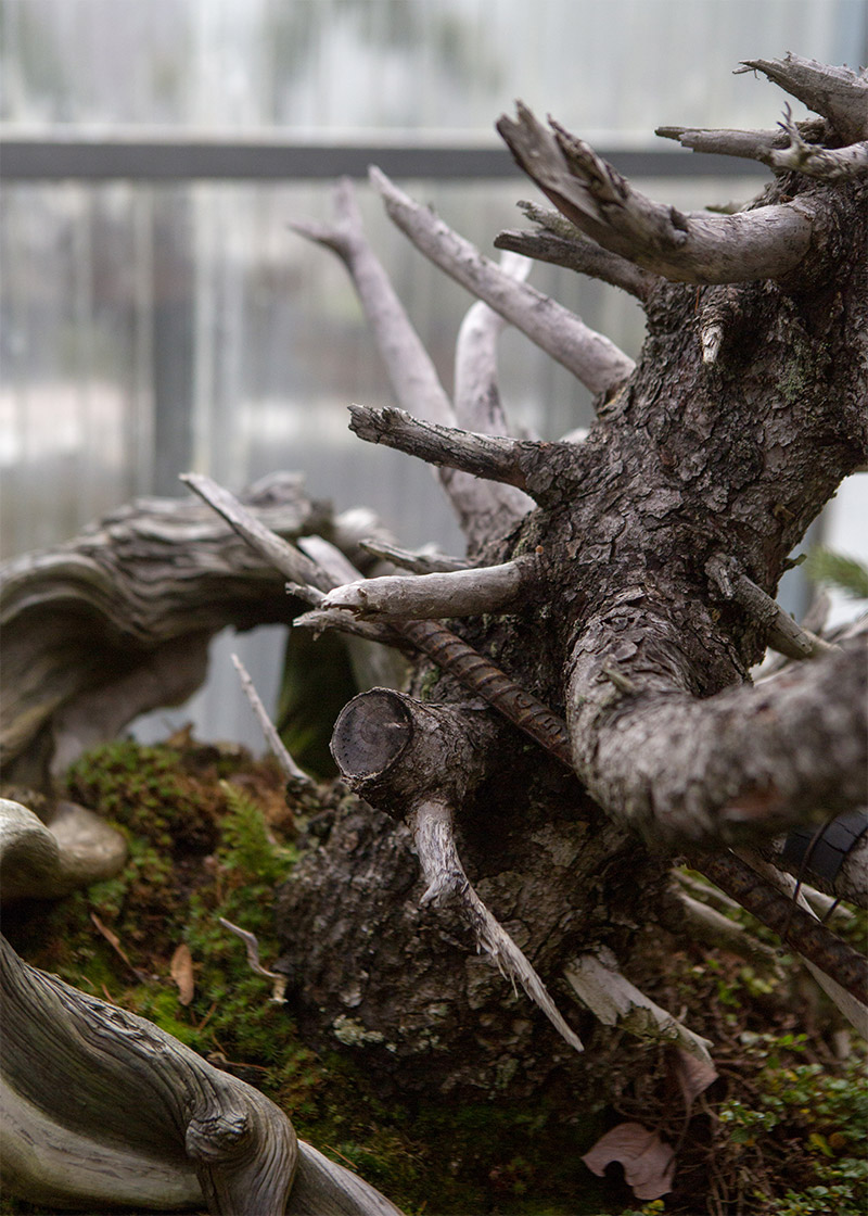 spruce_bonsai_Detail_mirai