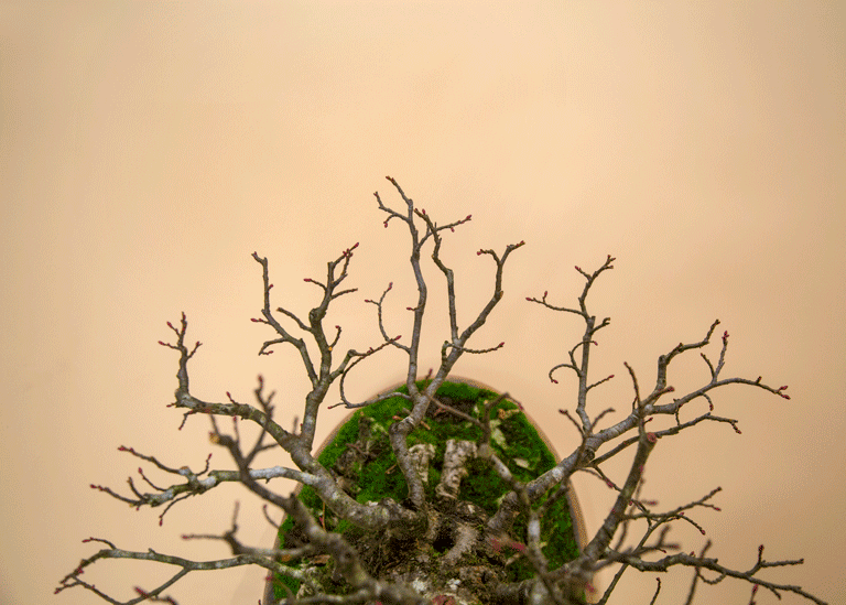 fractal_bonsai_linden_deciduous