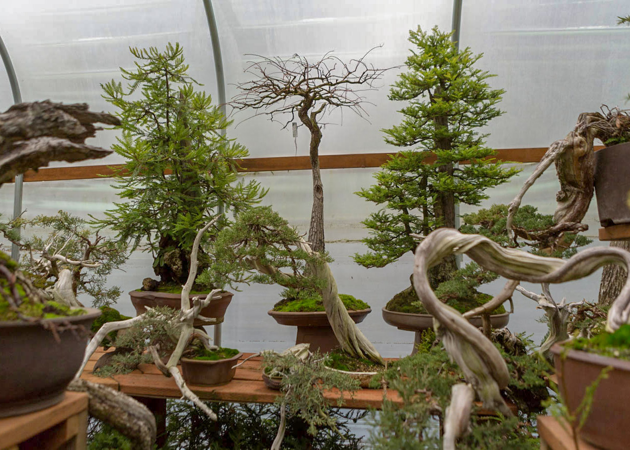 mirai_greenhouse_bonsai
