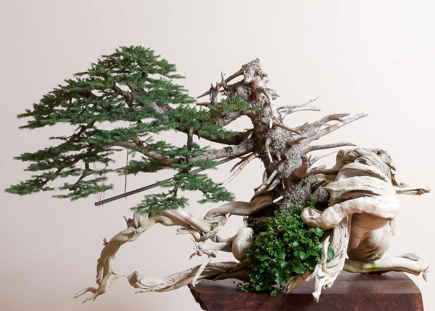 spruce_on_deadwood_bonsai_ryan_neil