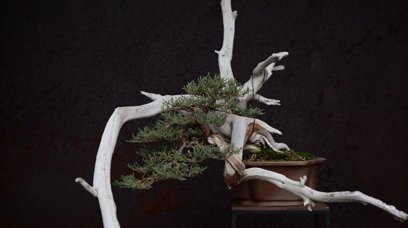 rocky_mountain_juniper_bonsai_chuhin
